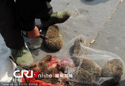 问道手游刺猬怎么杀[图2]